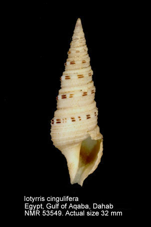 Iotyrris cingulifera (4).jpg - Iotyrris cingulifera (Lamarck,1822)